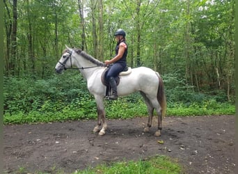 Más caballos centroeuropeos, Yegua, 6 años, 164 cm, Tordo