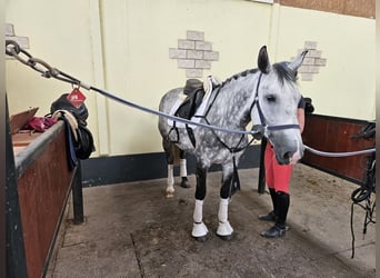Más caballos centroeuropeos, Yegua, 6 años, 164 cm, Tordo rodado