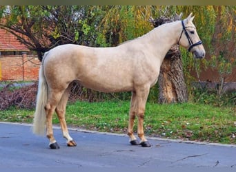 Más caballos centroeuropeos, Yegua, 6 años, 165 cm, Palomino
