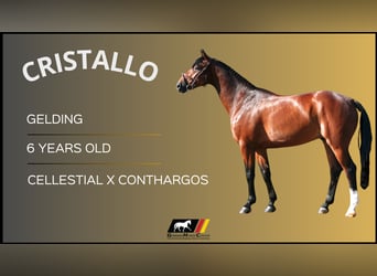 Más caballos centroeuropeos, Yegua, 6 años, 167 cm, Castaño