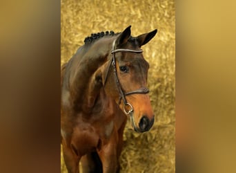 Más caballos centroeuropeos, Yegua, 6 años, 168 cm, Castaño