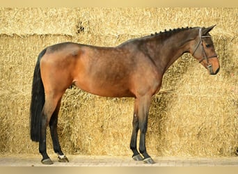 Más caballos centroeuropeos, Yegua, 6 años, 168 cm, Castaño