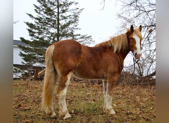 Más caballos centroeuropeos, Yegua, 6 años, 170 cm, Alazán-tostado
