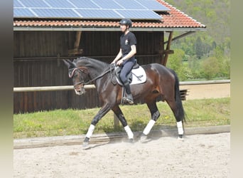 Más caballos centroeuropeos, Yegua, 6 años, 170 cm, Castaño