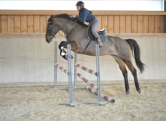 Más caballos centroeuropeos, Yegua, 6 años, 170 cm, Castaño