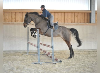 Más caballos centroeuropeos, Yegua, 6 años, 170 cm, Castaño