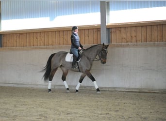 Más caballos centroeuropeos, Yegua, 6 años, 170 cm, Castaño