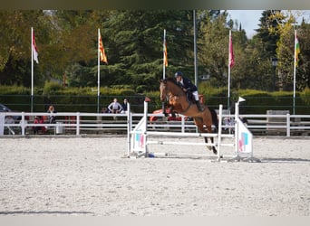 Más caballos centroeuropeos, Yegua, 6 años, 173 cm, Castaño
