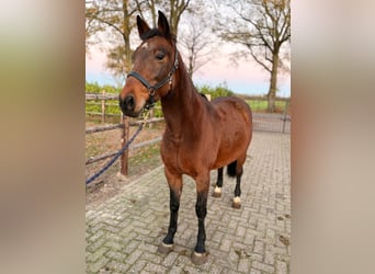 Más caballos centroeuropeos, Yegua, 7 años, 147 cm, Castaño oscuro