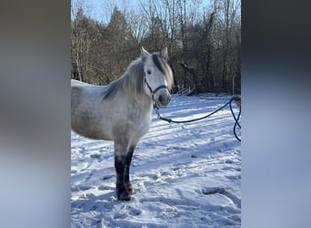 Más caballos centroeuropeos Mestizo, Yegua, 7 años, 152 cm