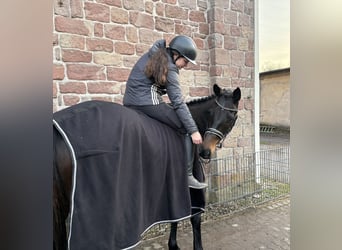 Más caballos centroeuropeos, Yegua, 7 años, 154 cm, Castaño oscuro