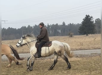 Más caballos centroeuropeos Mestizo, Yegua, 7 años, 154 cm, Tordo
