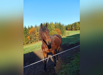 Más caballos centroeuropeos Mestizo, Yegua, 7 años, 155 cm