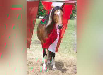 Más caballos centroeuropeos, Yegua, 7 años, 155 cm