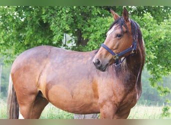 Más caballos centroeuropeos, Yegua, 7 años, 155 cm