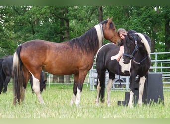Más caballos centroeuropeos, Yegua, 7 años, 155 cm
