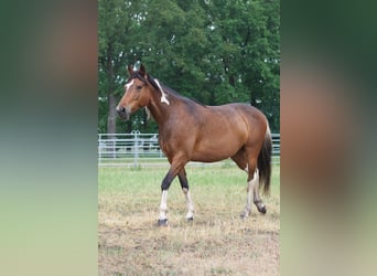 Más caballos centroeuropeos, Yegua, 7 años, 155 cm