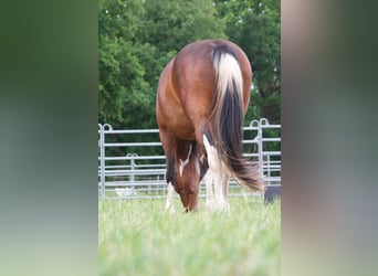 Más caballos centroeuropeos, Yegua, 7 años, 155 cm