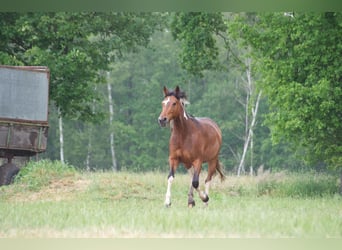 Más caballos centroeuropeos, Yegua, 7 años, 155 cm