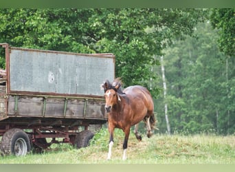 Más caballos centroeuropeos, Yegua, 7 años, 155 cm