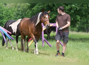Más caballos centroeuropeos, Yegua, 7 años, 155 cm