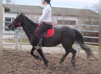 Más caballos centroeuropeos, Yegua, 7 años, 155 cm, Negro