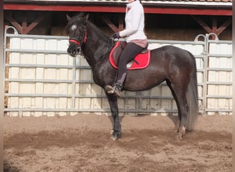 Más caballos centroeuropeos, Yegua, 7 años, 155 cm, Negro