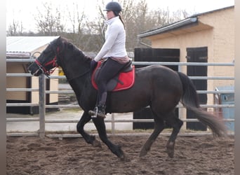 Más caballos centroeuropeos, Yegua, 7 años, 155 cm, Negro