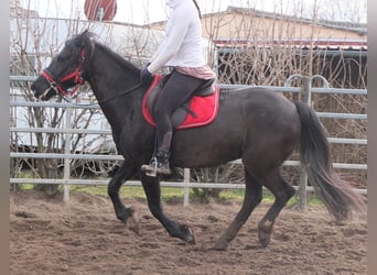 Más caballos centroeuropeos, Yegua, 7 años, 155 cm, Negro