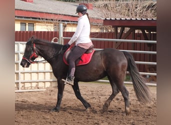 Más caballos centroeuropeos, Yegua, 7 años, 155 cm, Negro