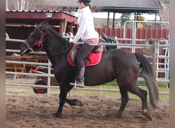 Más caballos centroeuropeos, Yegua, 7 años, 155 cm, Negro