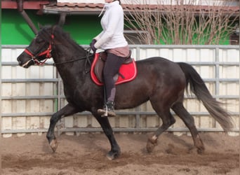 Más caballos centroeuropeos, Yegua, 7 años, 155 cm, Negro