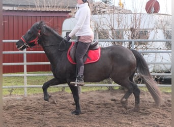 Más caballos centroeuropeos, Yegua, 7 años, 155 cm, Negro