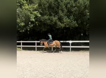 Más caballos centroeuropeos, Yegua, 7 años, 161 cm, Castaño