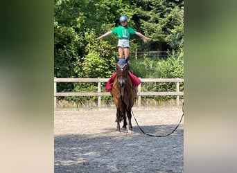 Más caballos centroeuropeos, Yegua, 7 años, 161 cm, Castaño