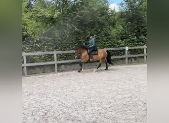 Más caballos centroeuropeos, Yegua, 7 años, 161 cm, Castaño