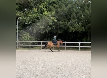 Más caballos centroeuropeos, Yegua, 7 años, 161 cm, Castaño