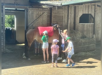 Más caballos centroeuropeos, Yegua, 7 años, 161 cm, Castaño