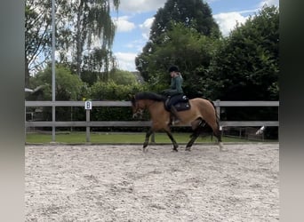 Más caballos centroeuropeos, Yegua, 7 años, 161 cm, Castaño