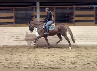 Más caballos centroeuropeos, Yegua, 7 años, 163 cm, Alazán-tostado