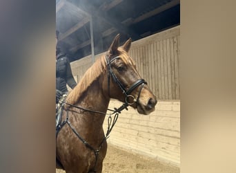 Más caballos centroeuropeos, Yegua, 7 años, 163 cm, Alazán-tostado