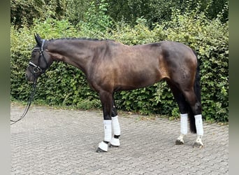 Más caballos centroeuropeos, Yegua, 7 años, 163 cm, Castaño oscuro