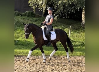 Más caballos centroeuropeos, Yegua, 7 años, 163 cm, Castaño oscuro