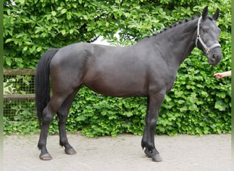 Más caballos centroeuropeos, Yegua, 7 años, 165 cm