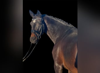 Más caballos centroeuropeos, Yegua, 7 años, 165 cm, Castaño