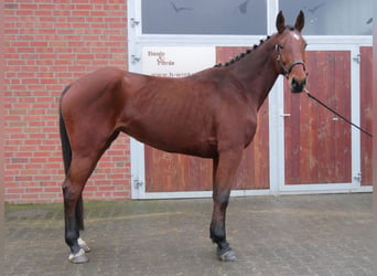 Más caballos centroeuropeos, Yegua, 7 años, 165 cm, Castaño