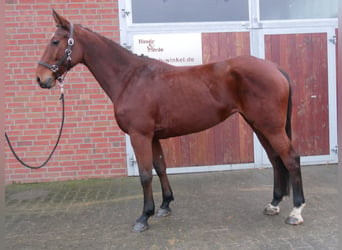 Más caballos centroeuropeos, Yegua, 7 años, 165 cm, Castaño