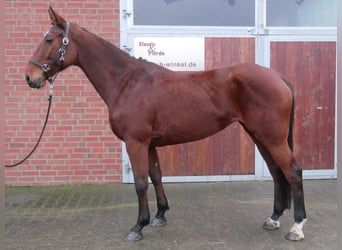 Más caballos centroeuropeos, Yegua, 7 años, 165 cm, Castaño