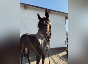 Más caballos centroeuropeos, Yegua, 7 años, 165 cm, Castaño oscuro