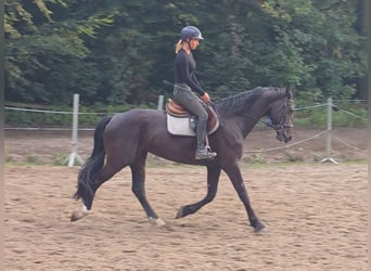 Más caballos centroeuropeos, Yegua, 7 años, 165 cm, Morcillo